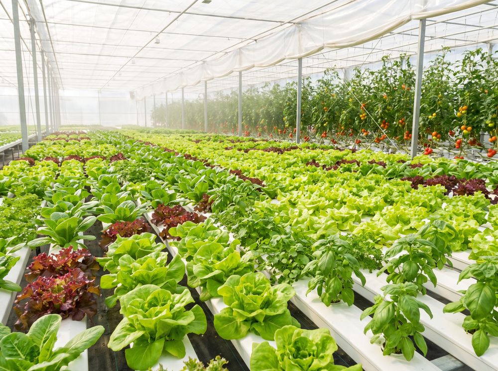 Rangs de salades et aromates sous serre